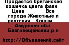 Продаётся британская кошечка цвета фавн › Цена ­ 10 000 - Все города Животные и растения » Кошки   . Амурская обл.,Благовещенский р-н